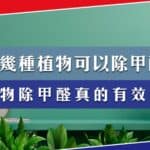 吸甲醛植物 去甲醛植物