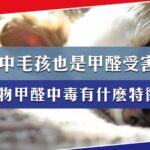 甲醛 貓咪 甲醛 影響 甲醛吸太多 甲醛吸多了会怎么样 甲醛 中毒 甲醛中毒症狀 甲醛影響 貓咪 甲醛 甲醛中毒症状 甲醛中毒 症狀 锛�